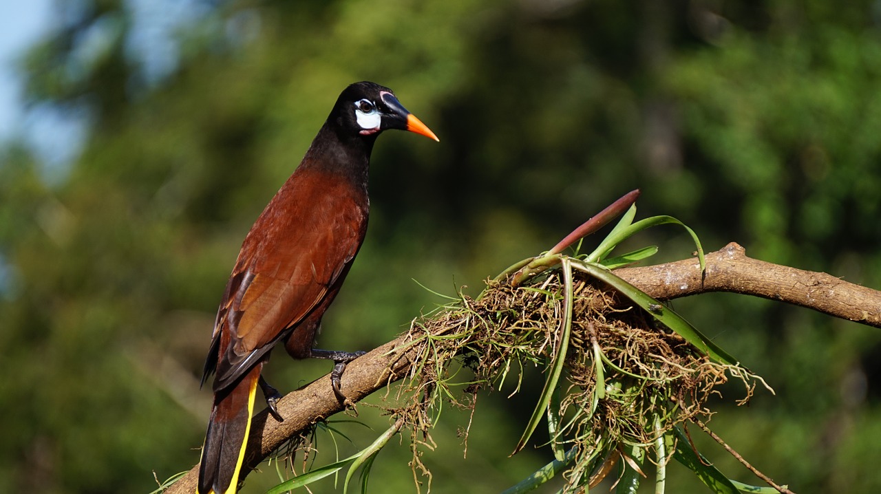 montesuma oropendola costa rica nature free photo