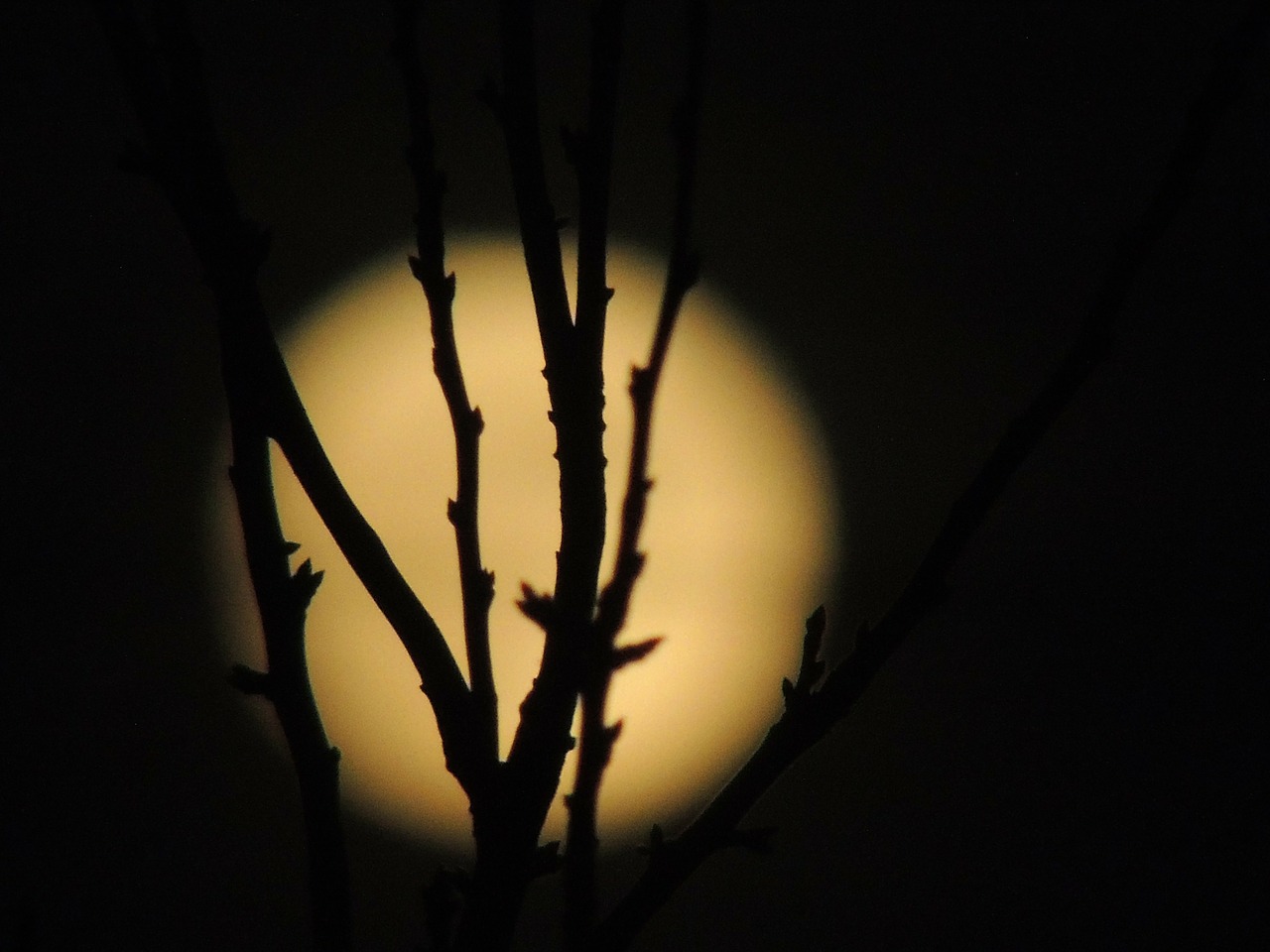 month full moon dark free photo