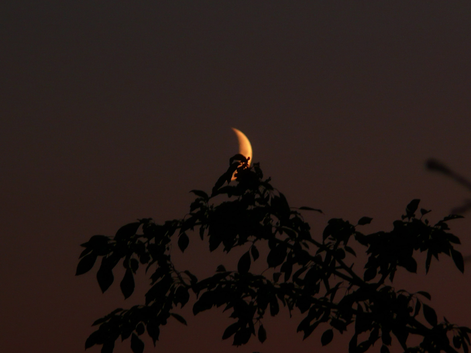 moon day branch free photo