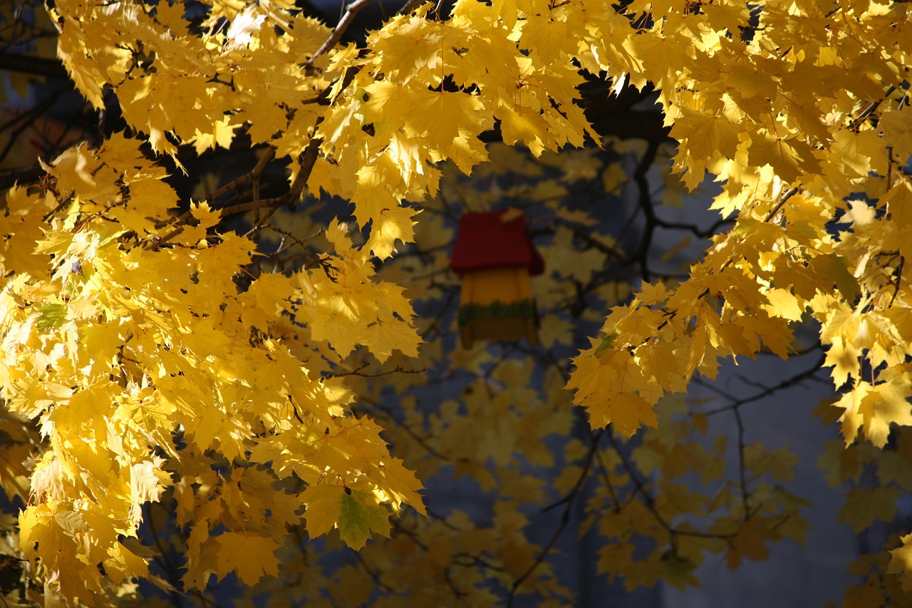 montreal canada maple free photo