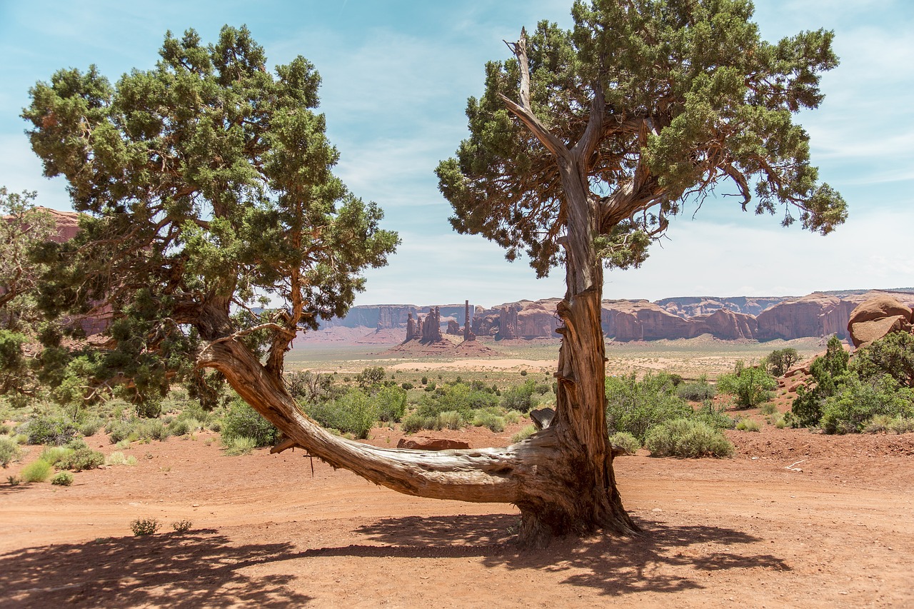 monument valley  tree  landscape free photo