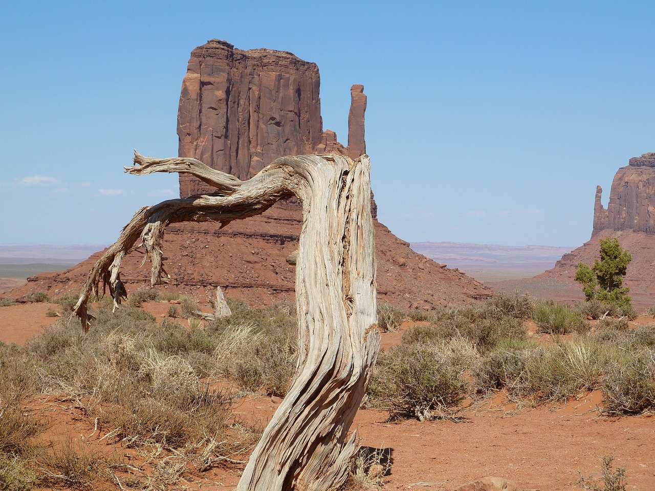 monument valley tree america free photo