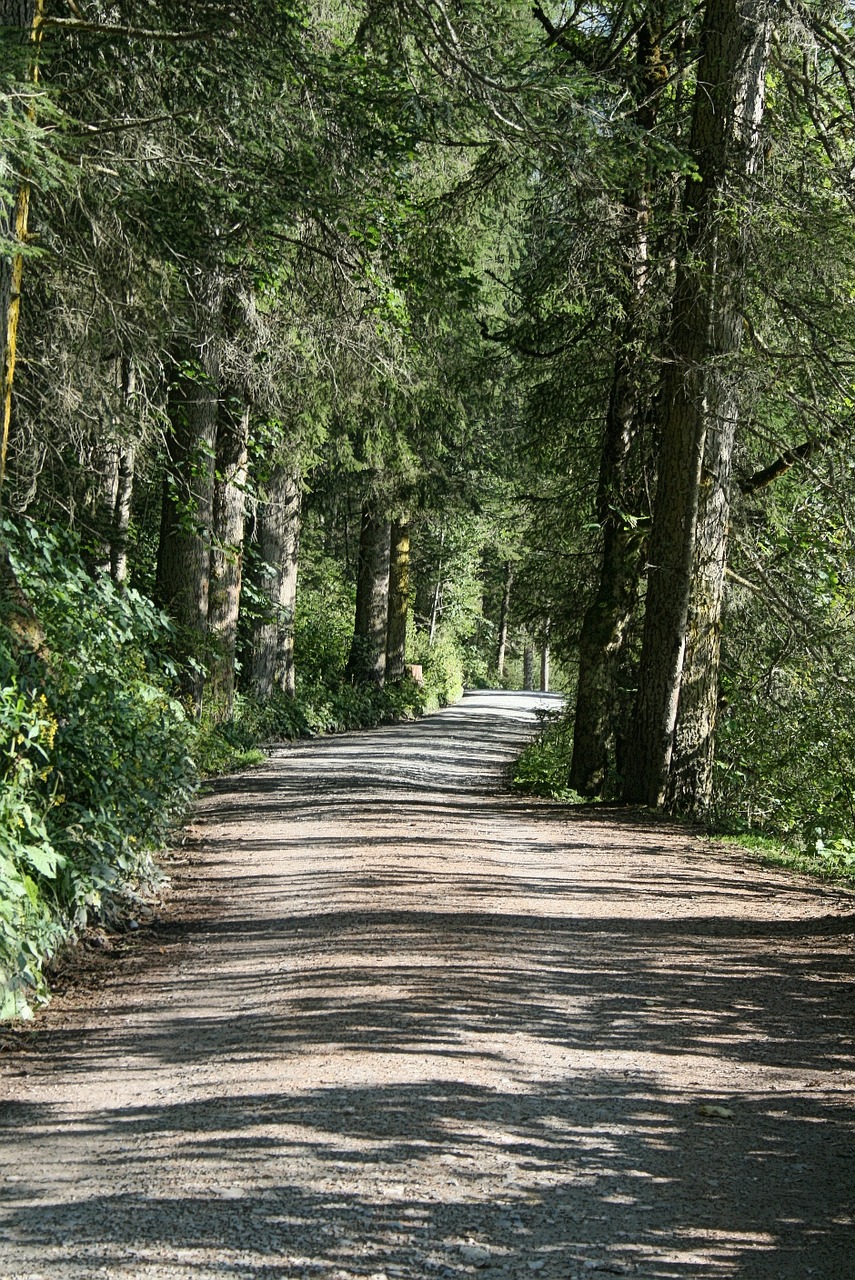 mood forest pine free photo