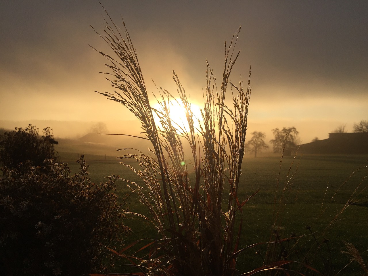 mood grasses nature free photo