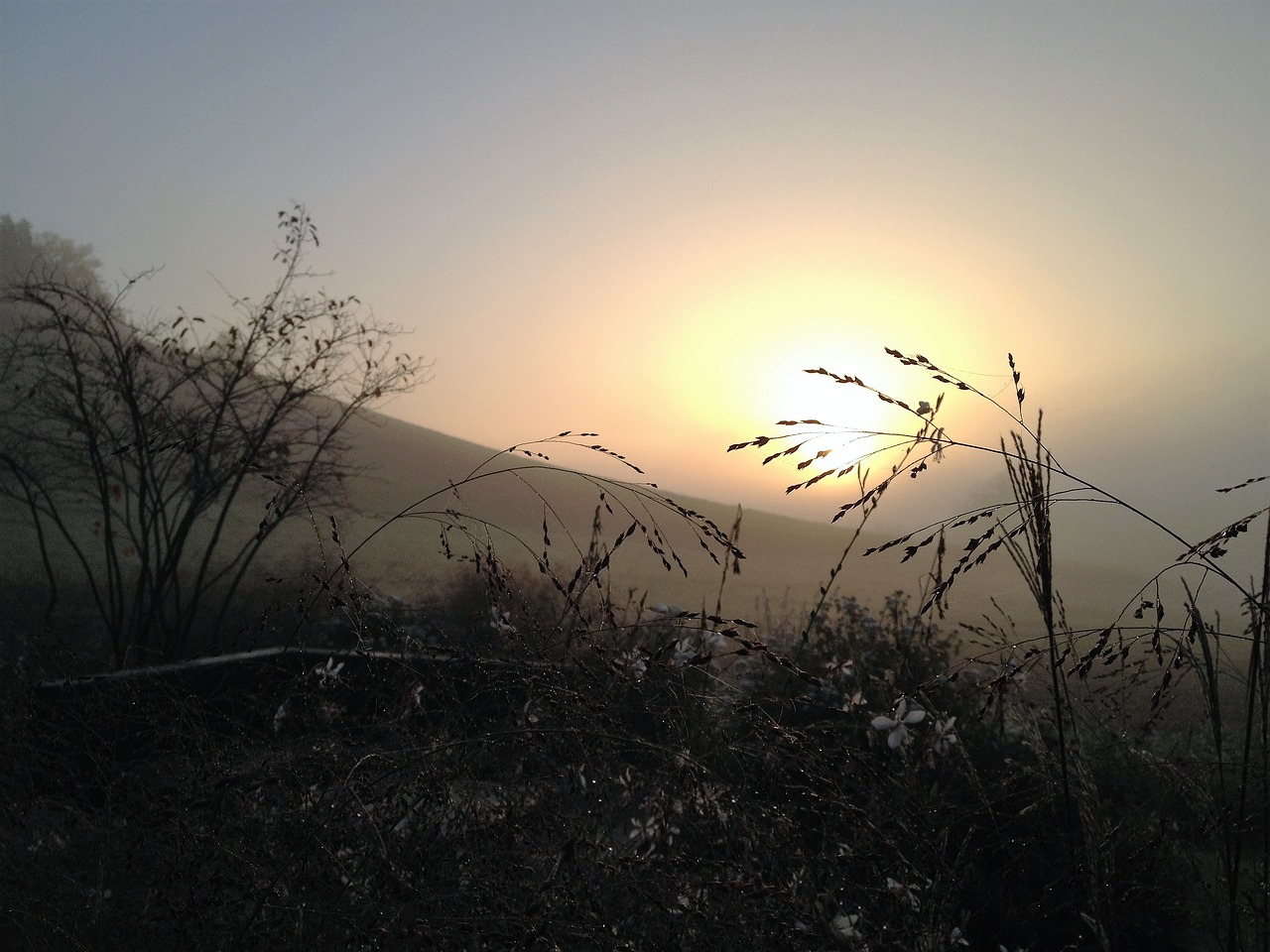 mood sunrise grasses free photo