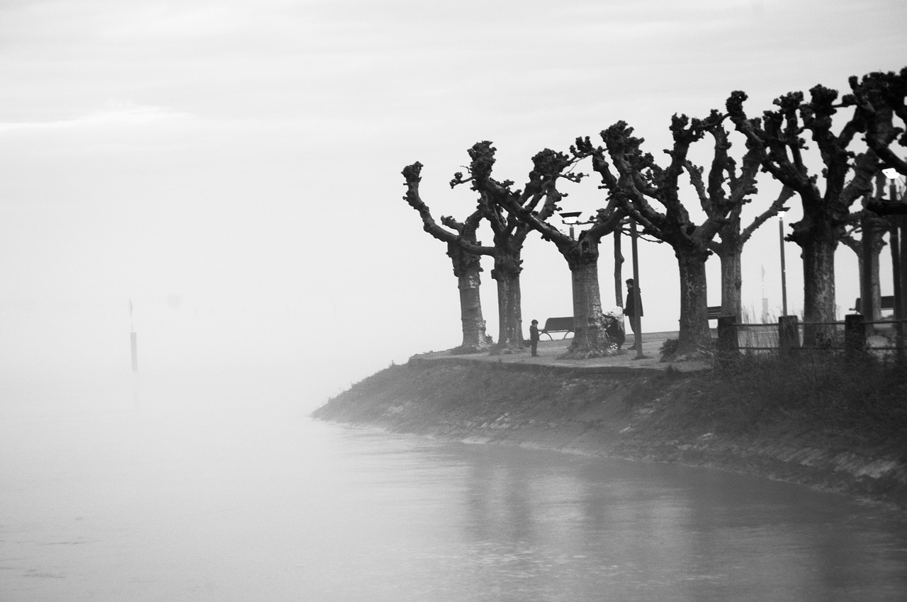 mood on the water trees free photo