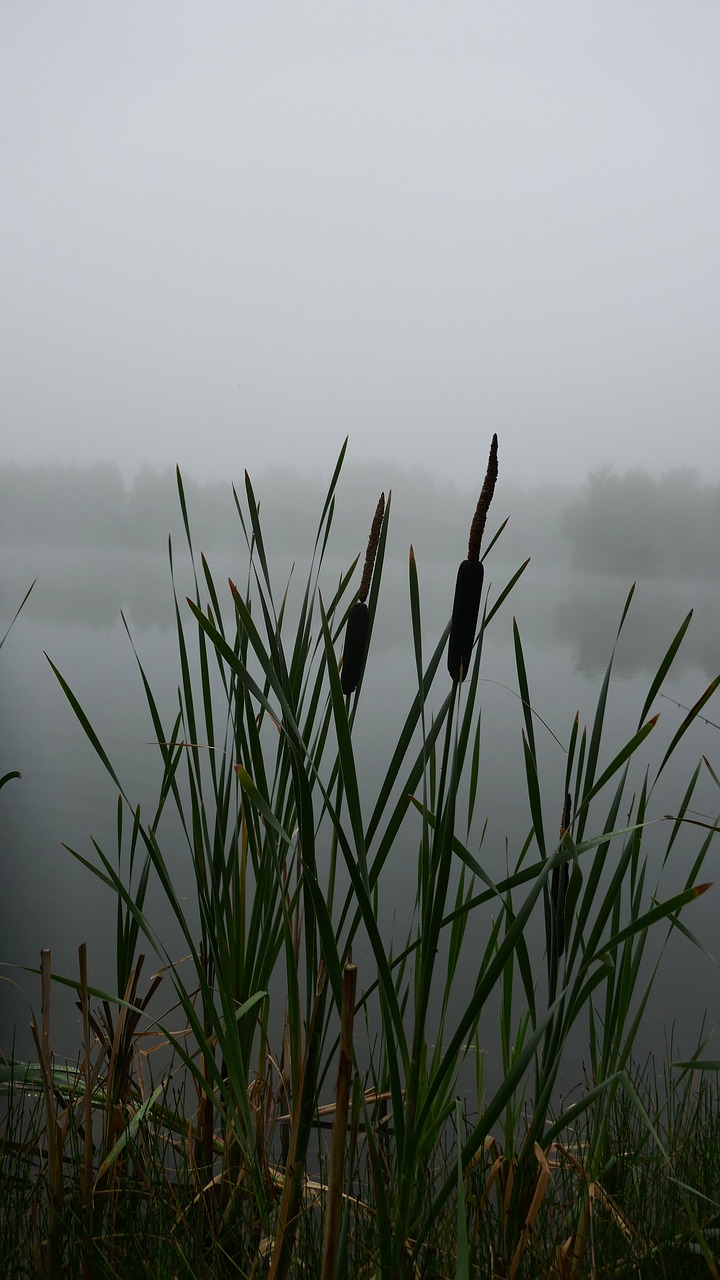 mood fog morning hour free photo