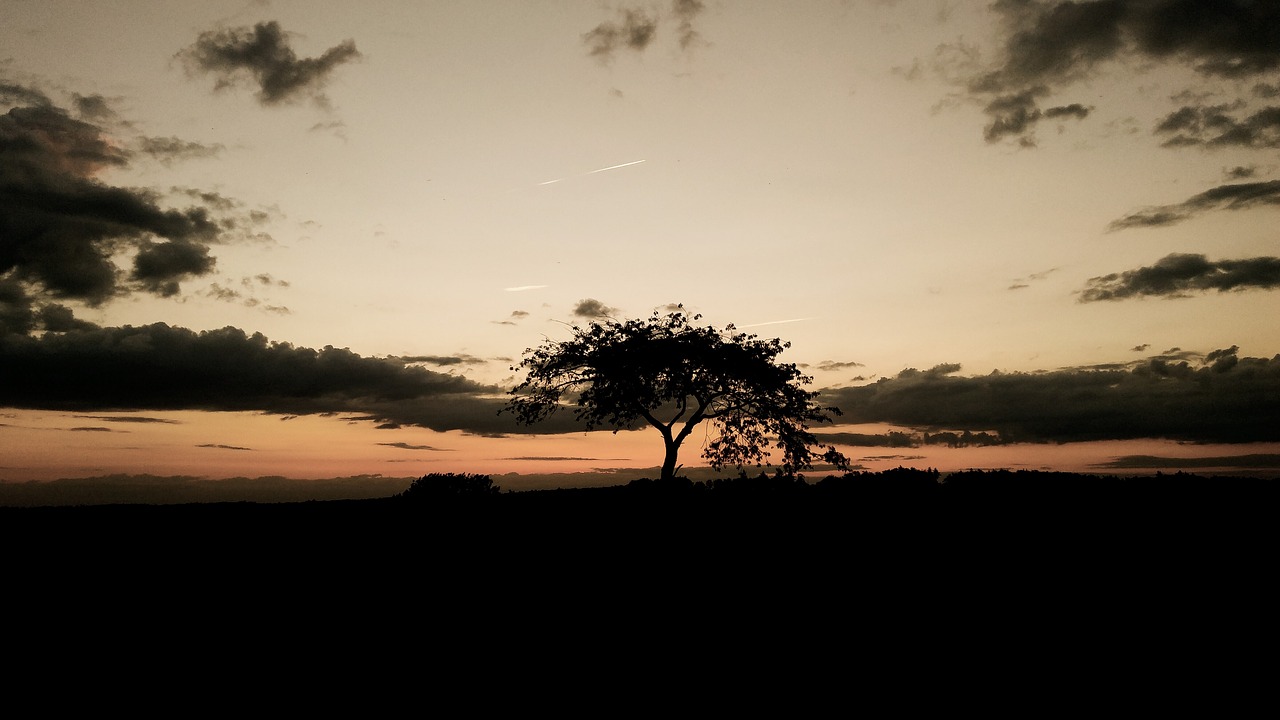 mood  tree  sunset free photo