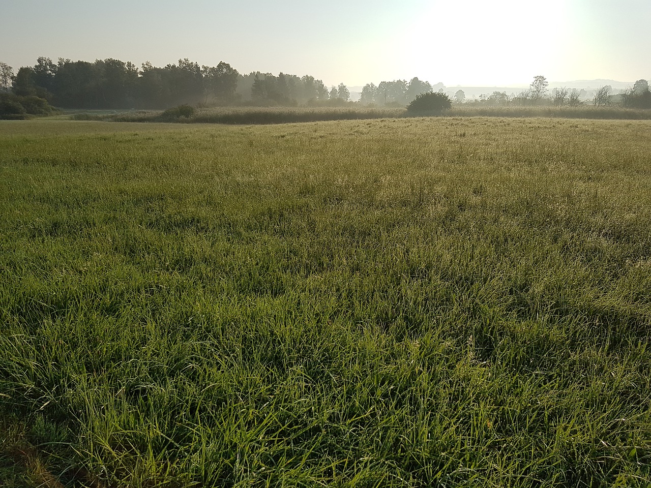 mood  meadow  dew free photo