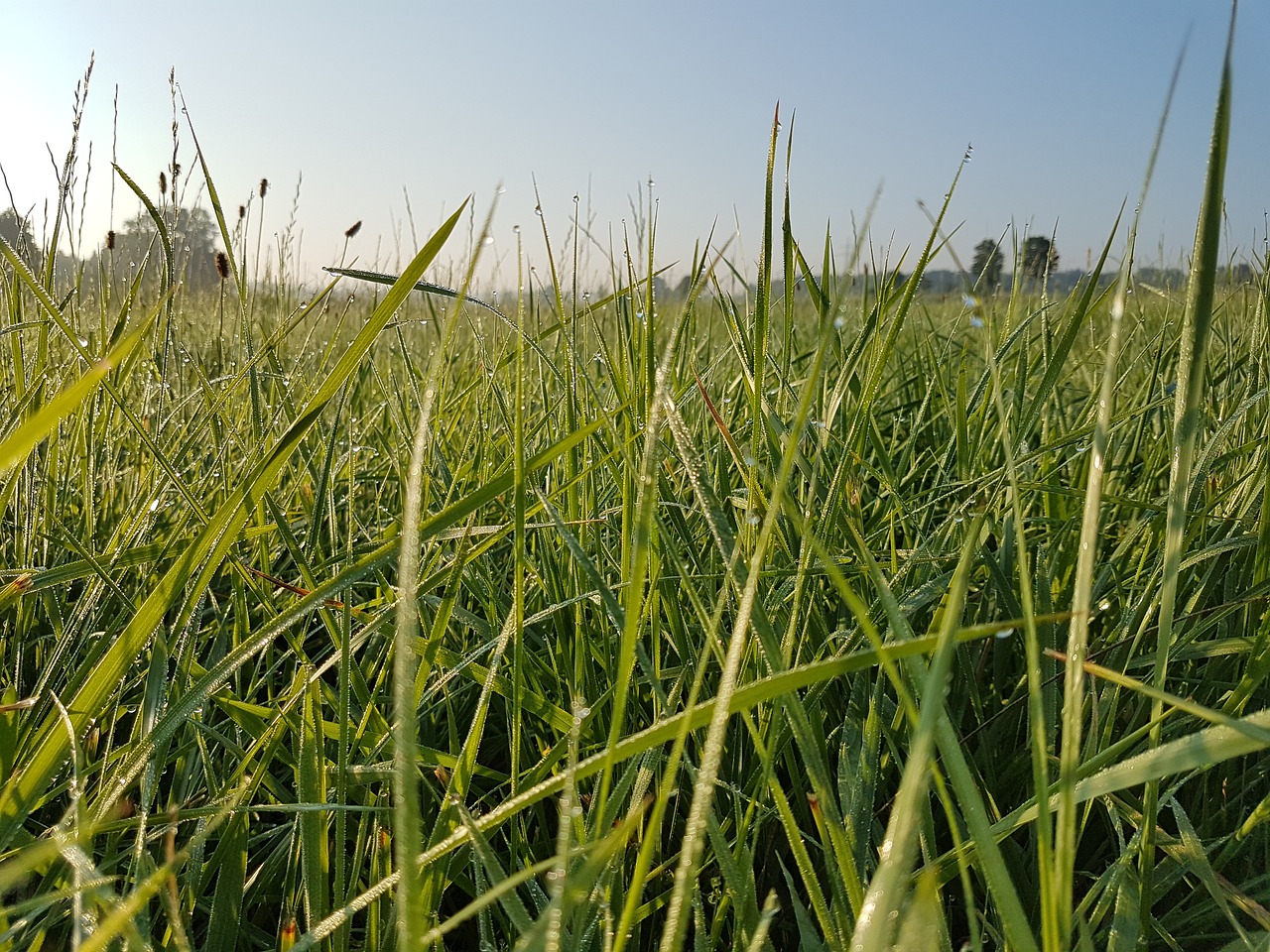 mood  meadow  dew free photo