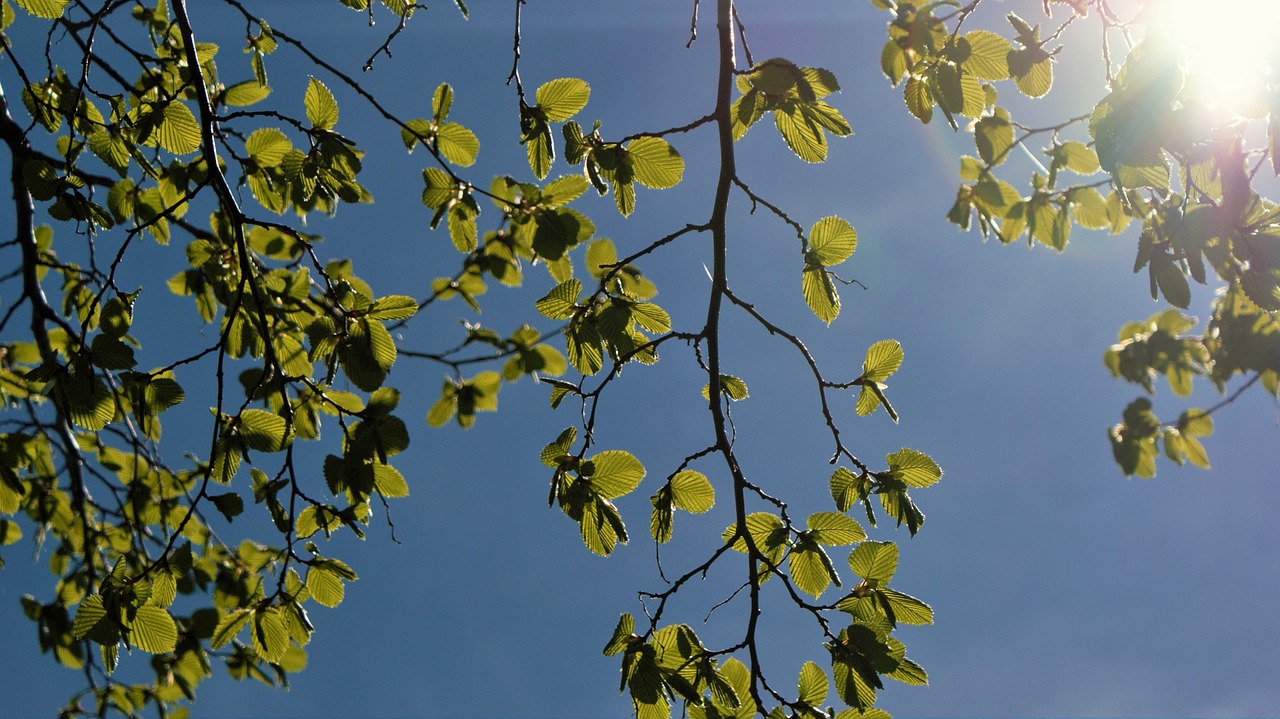 mood spring trees free photo