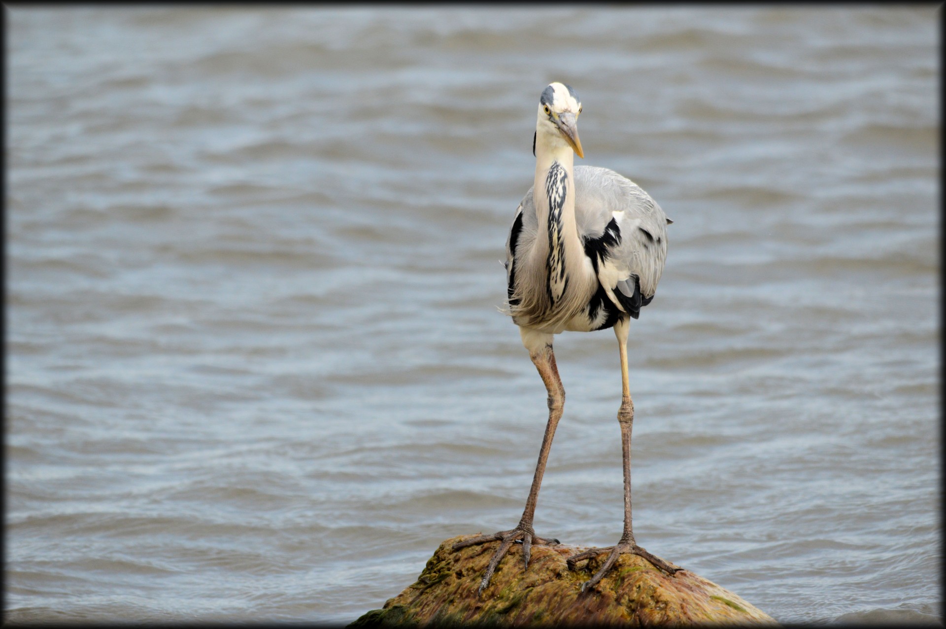 heron water bird free photo