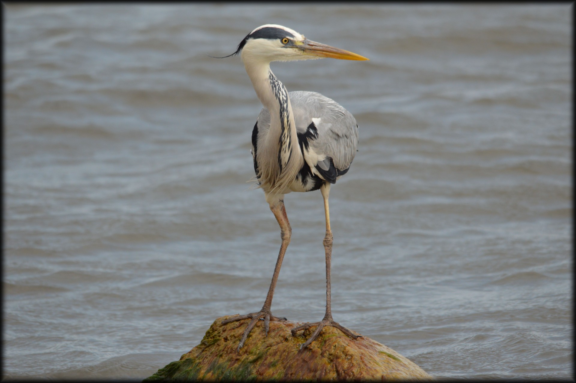 heron water waterfront free photo