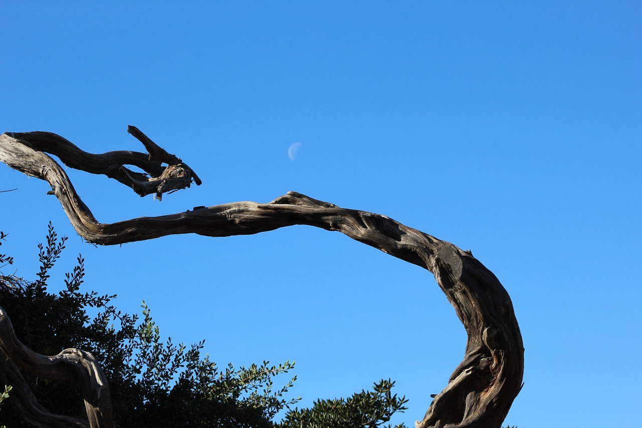 moon tree sky free photo