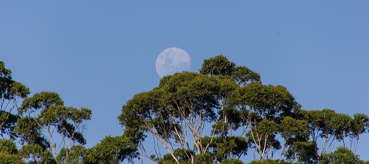 moon sky trees free photo