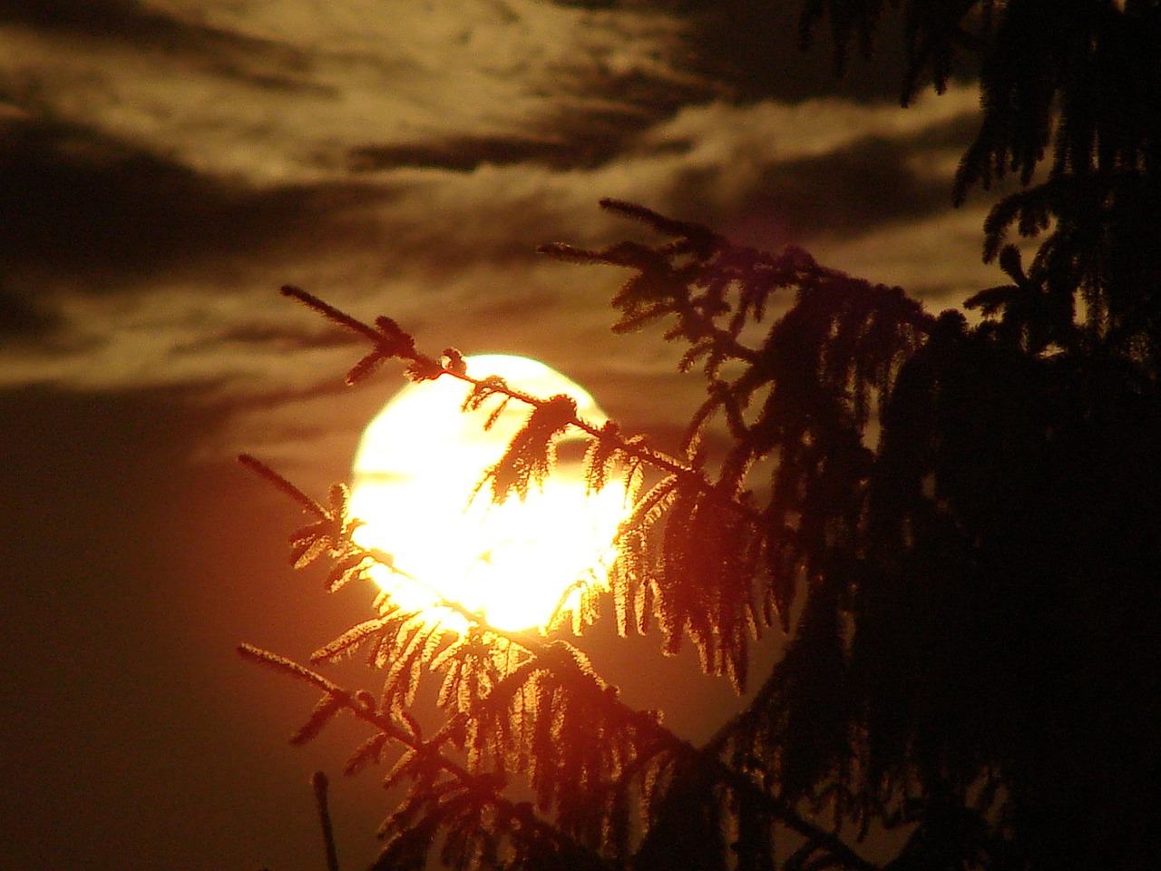 moon night trees free photo