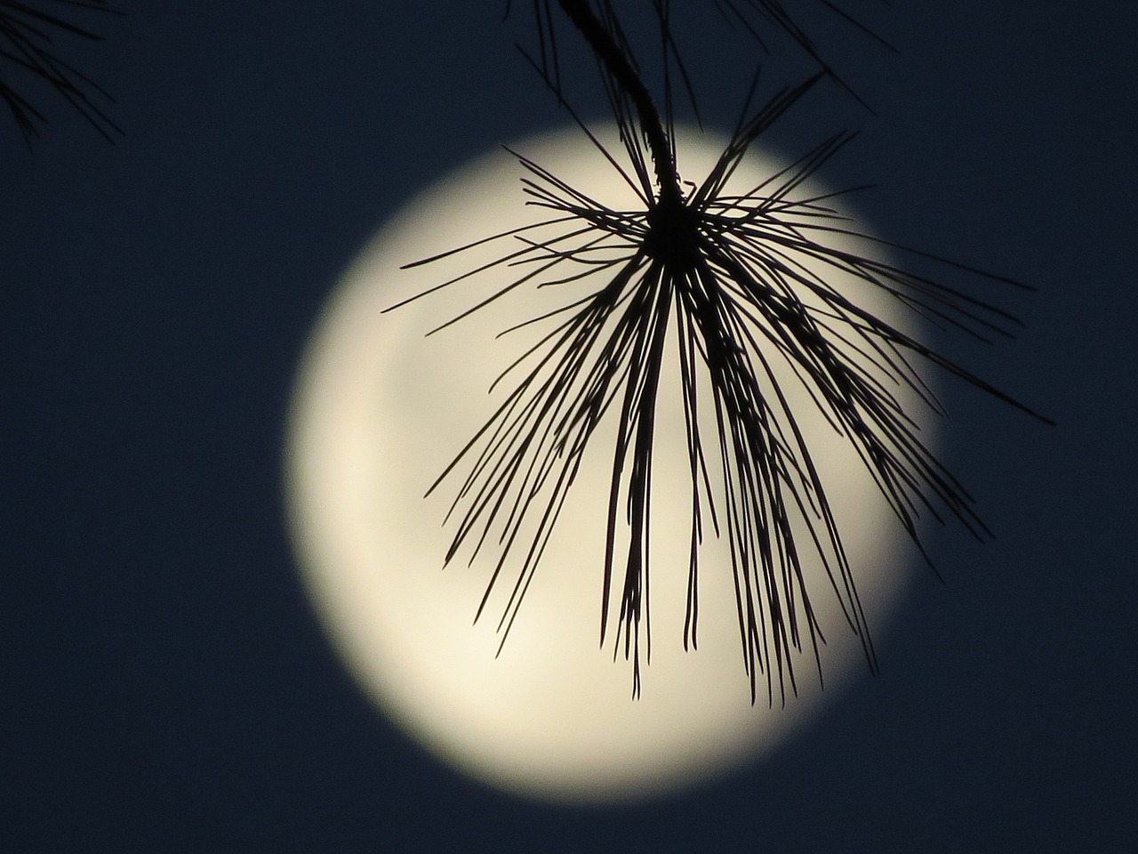 moon brench silhouette evergreen tree free photo