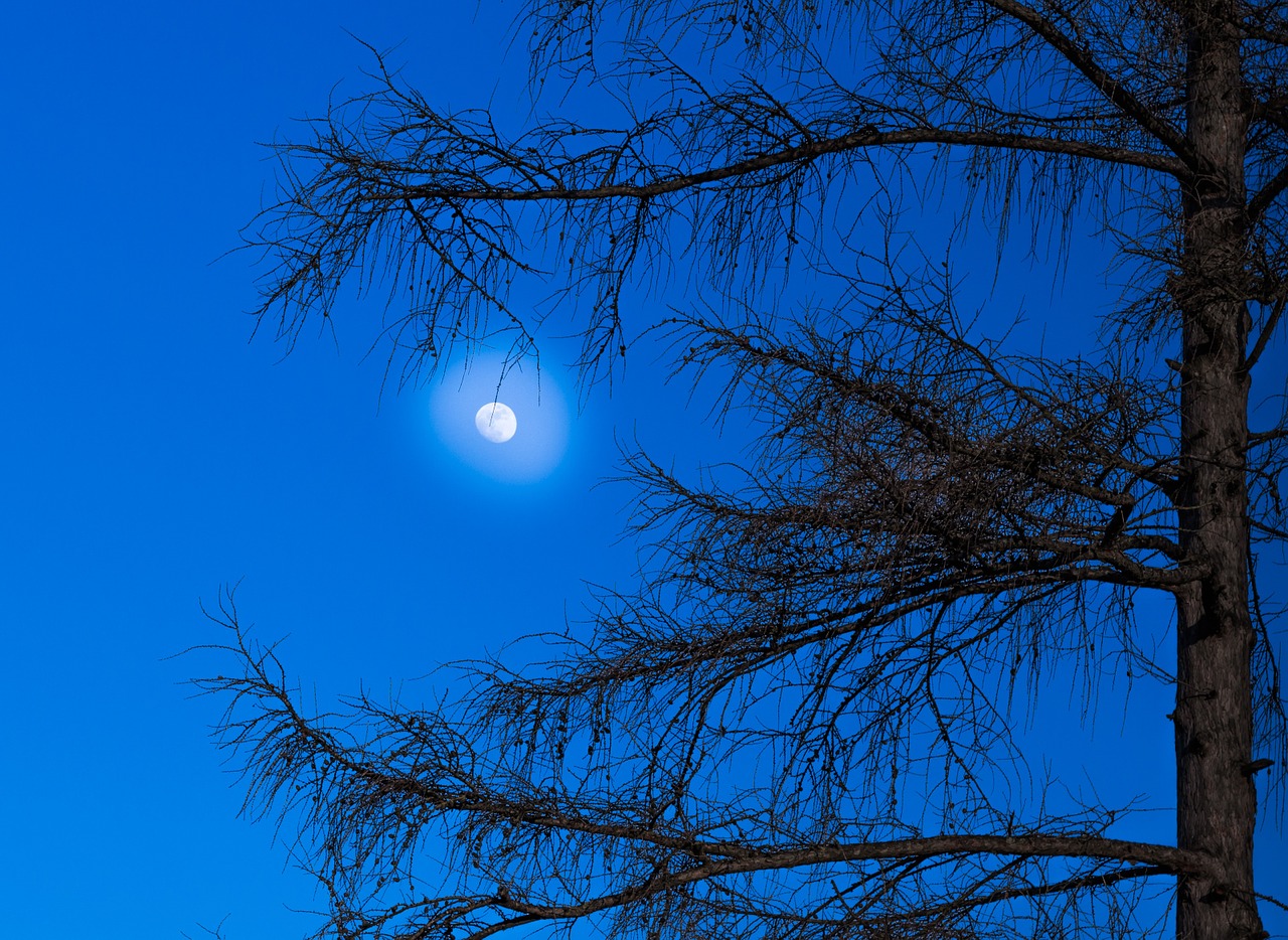 moon larch tree free photo