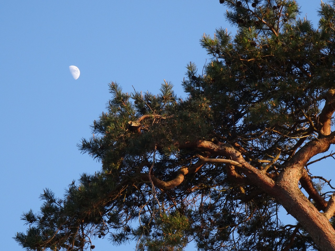 moon day moon tree free photo