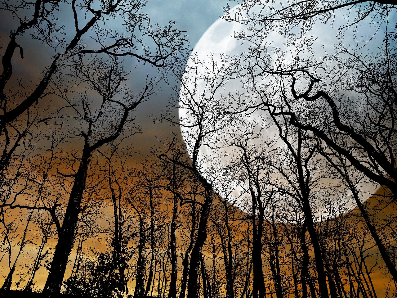 moon trees sky free photo