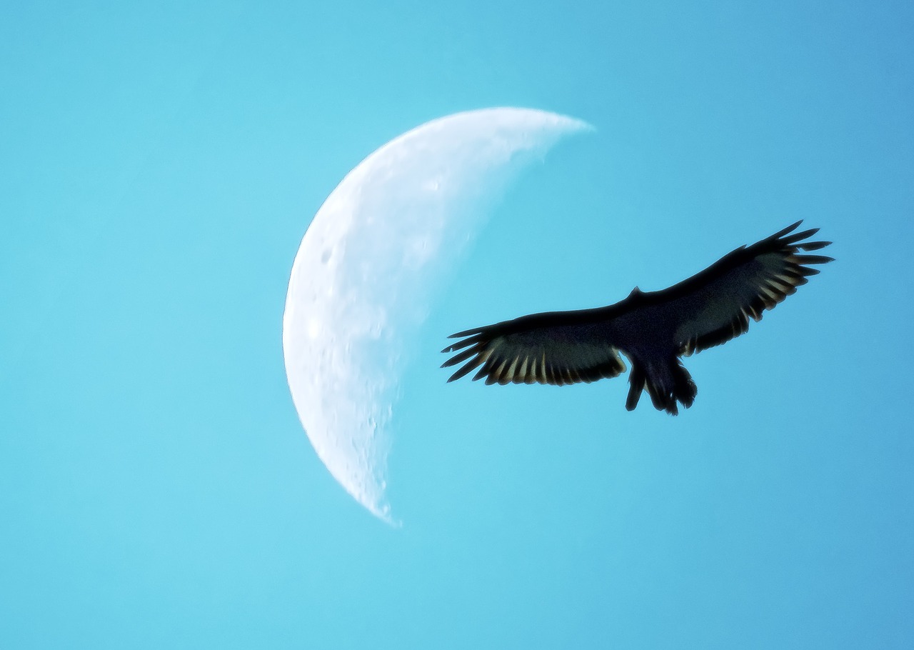 quarter moon bird silhouette flight free photo