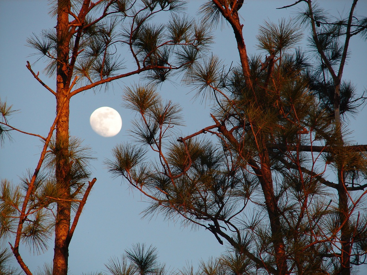 moon lunar pines free photo