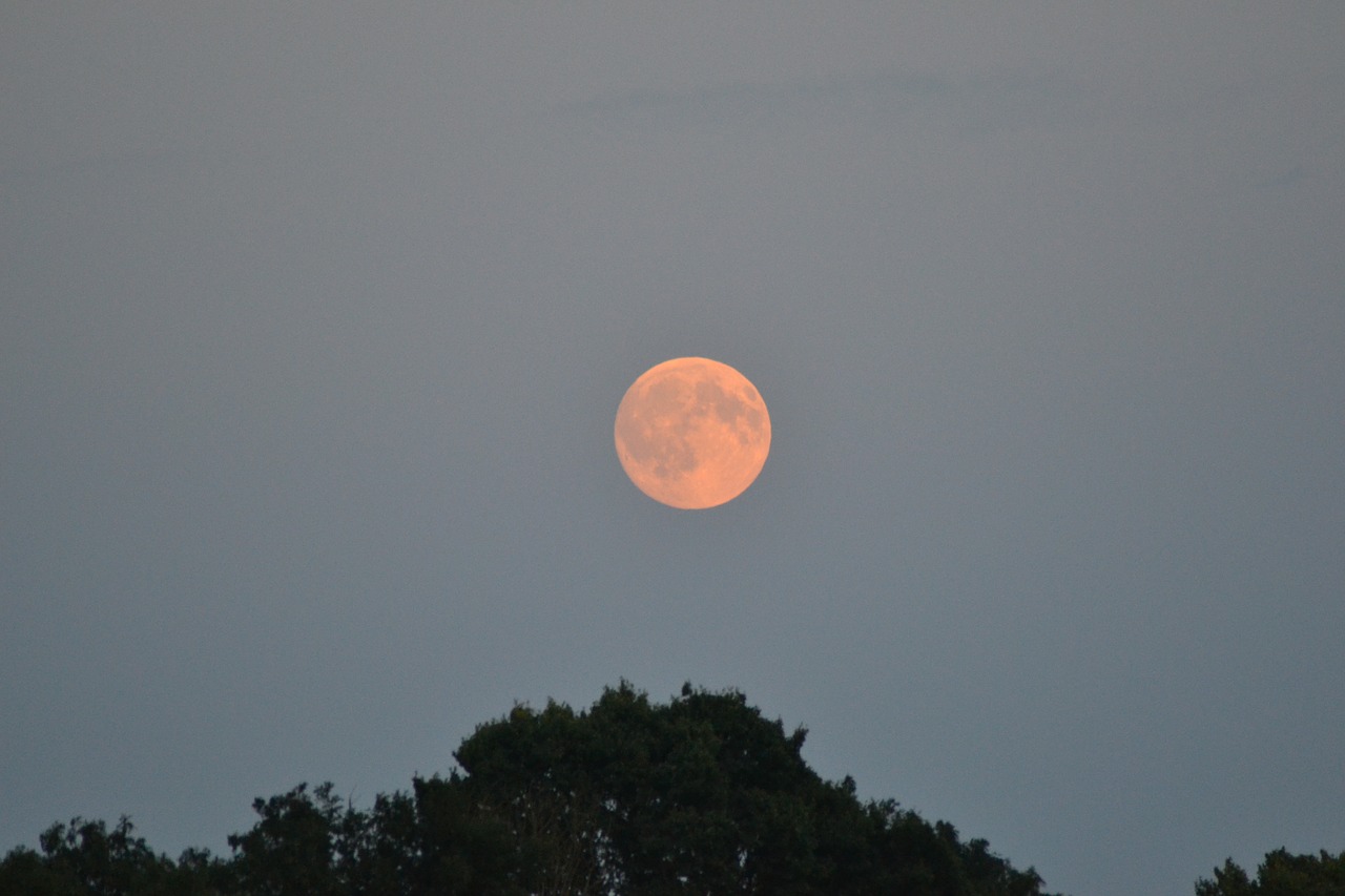 moon treetop sky free photo