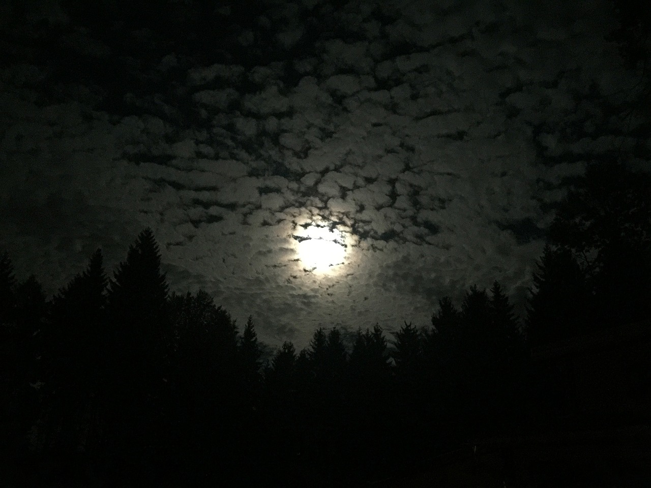 moon night forest free photo