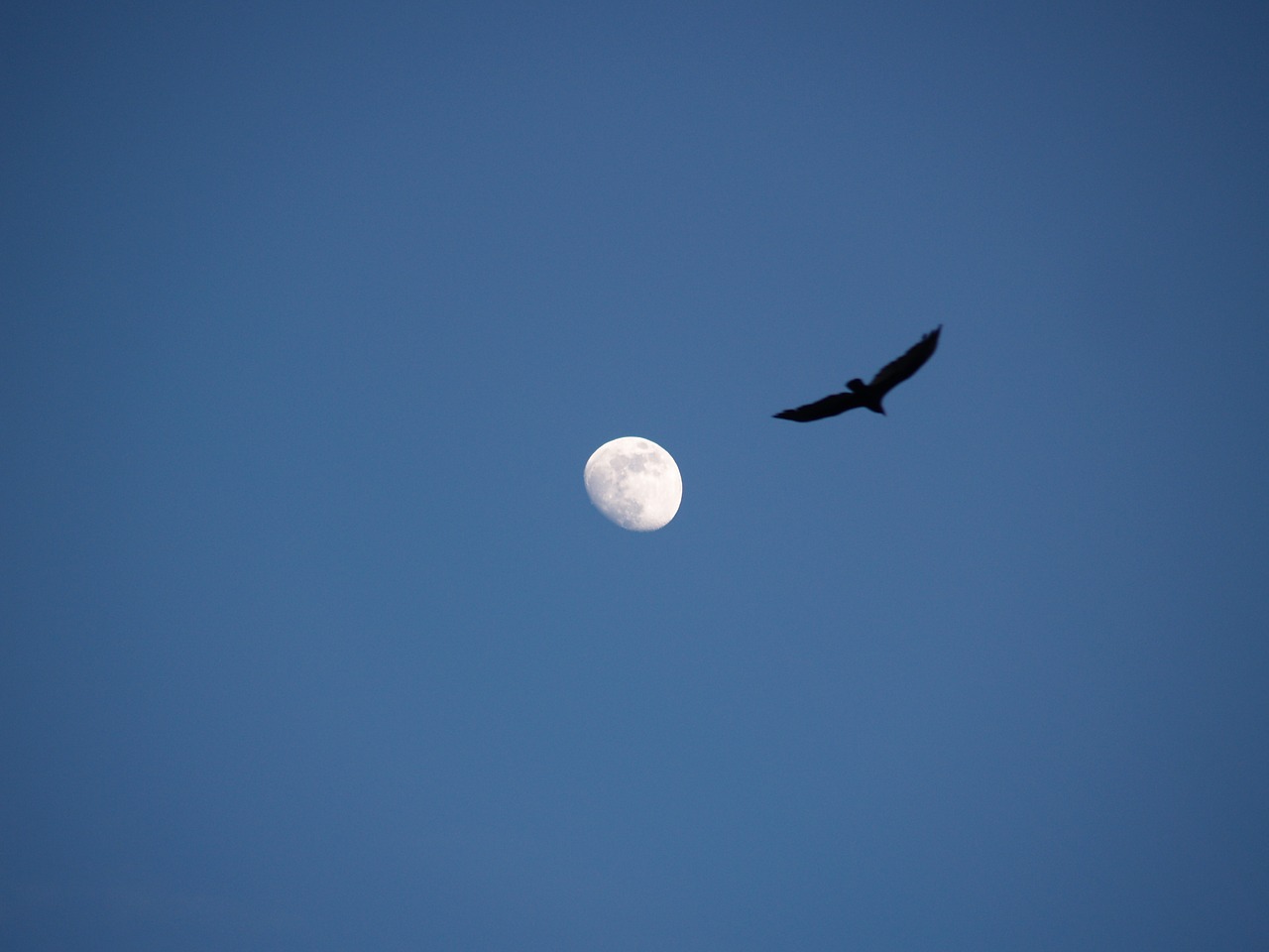 moon bird landscape free photo