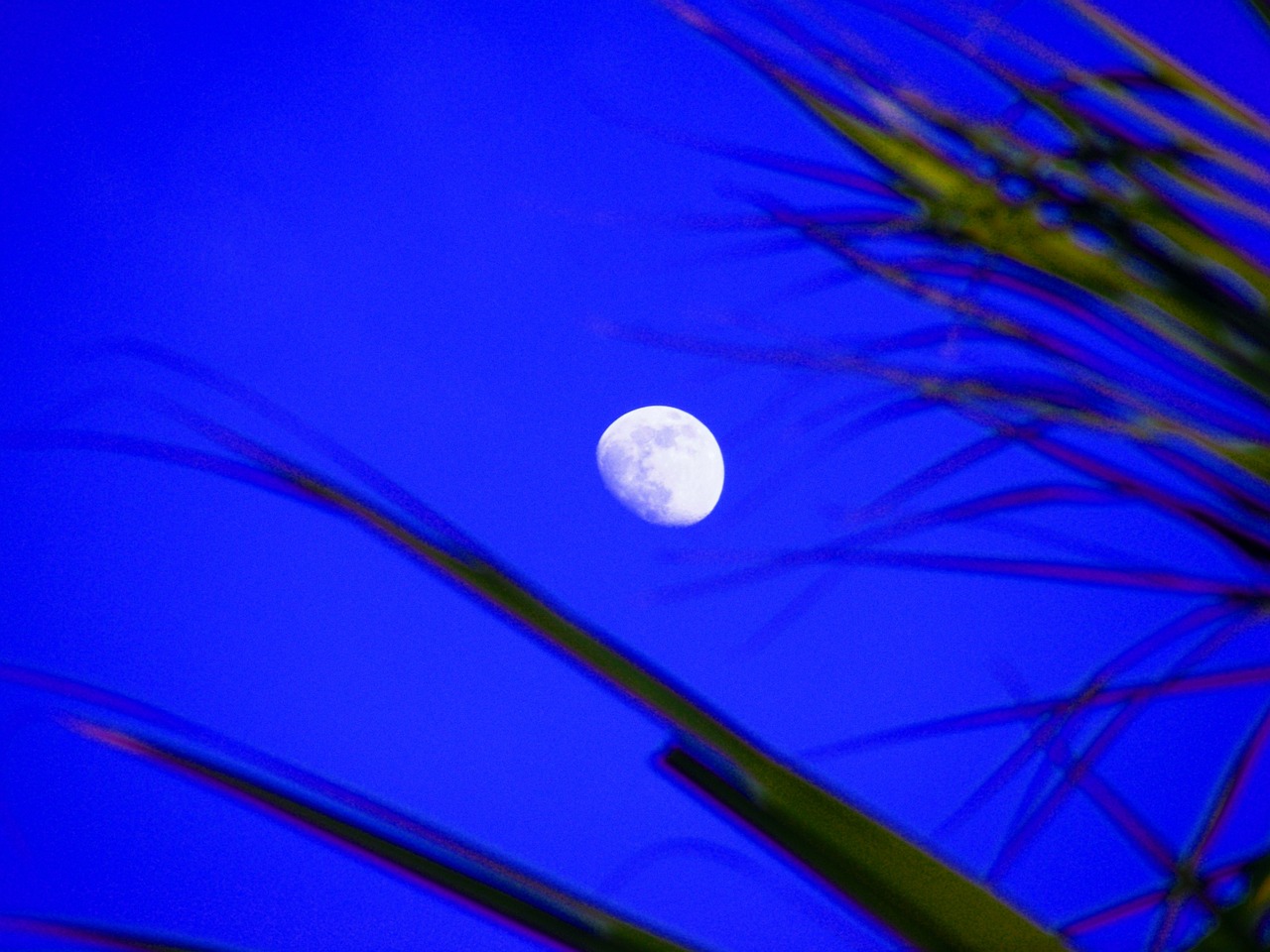moon moon shine trees free photo