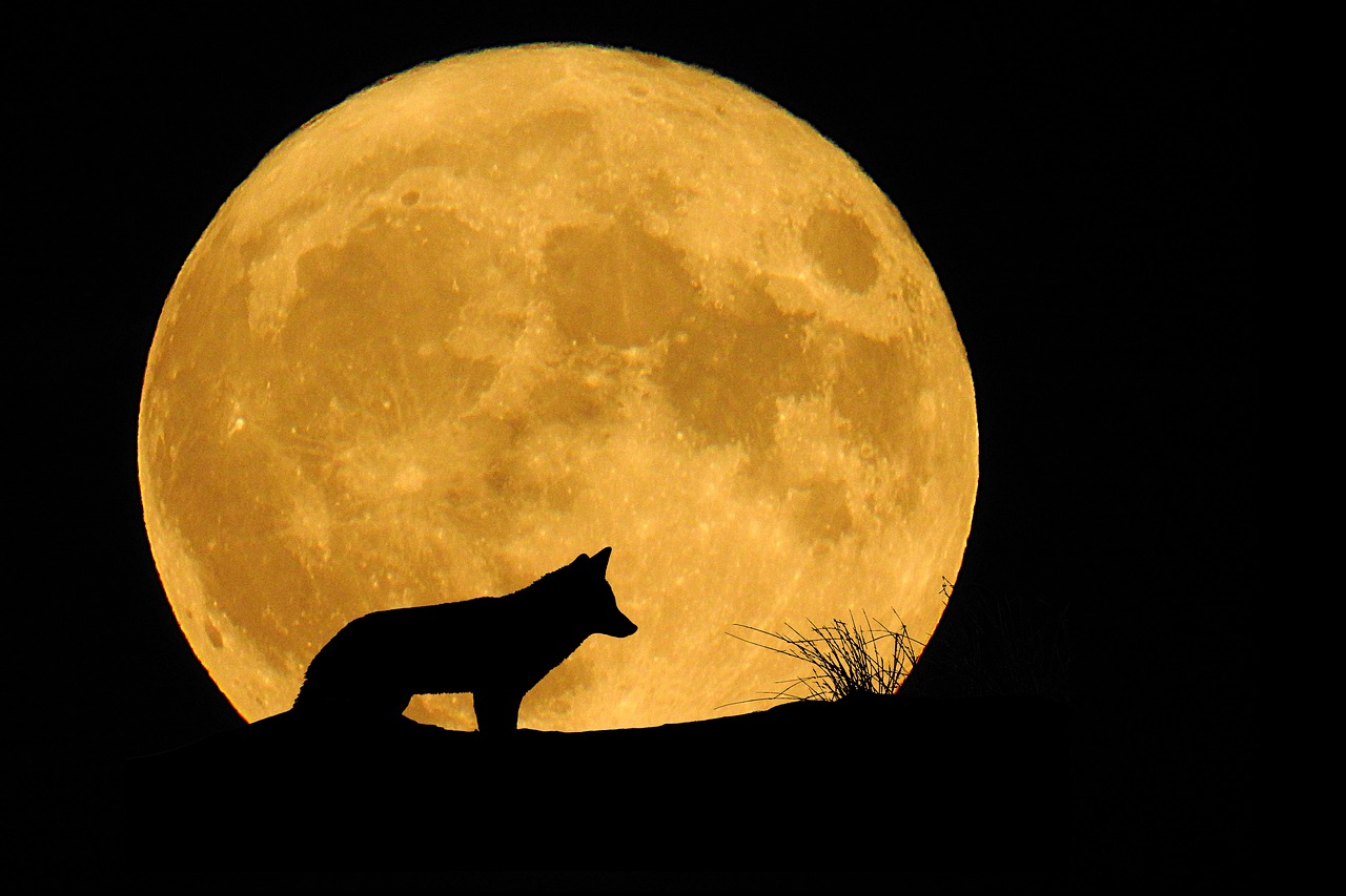 moon full moon animal free photo
