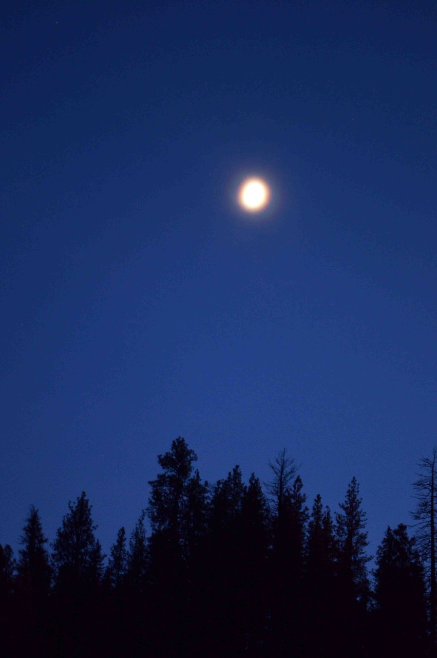 moon landscape tree free photo