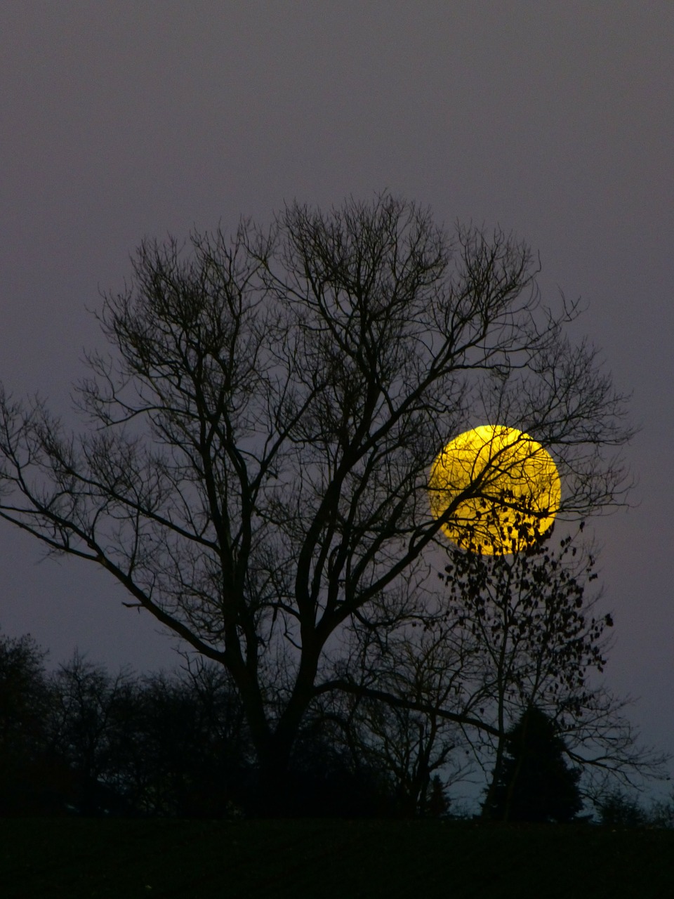 moon full moon moonrise free photo