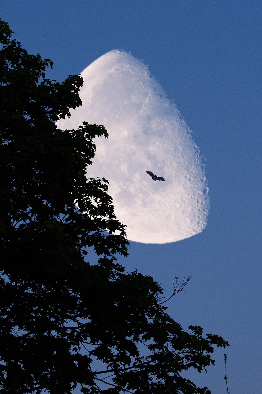 moon tree night free photo