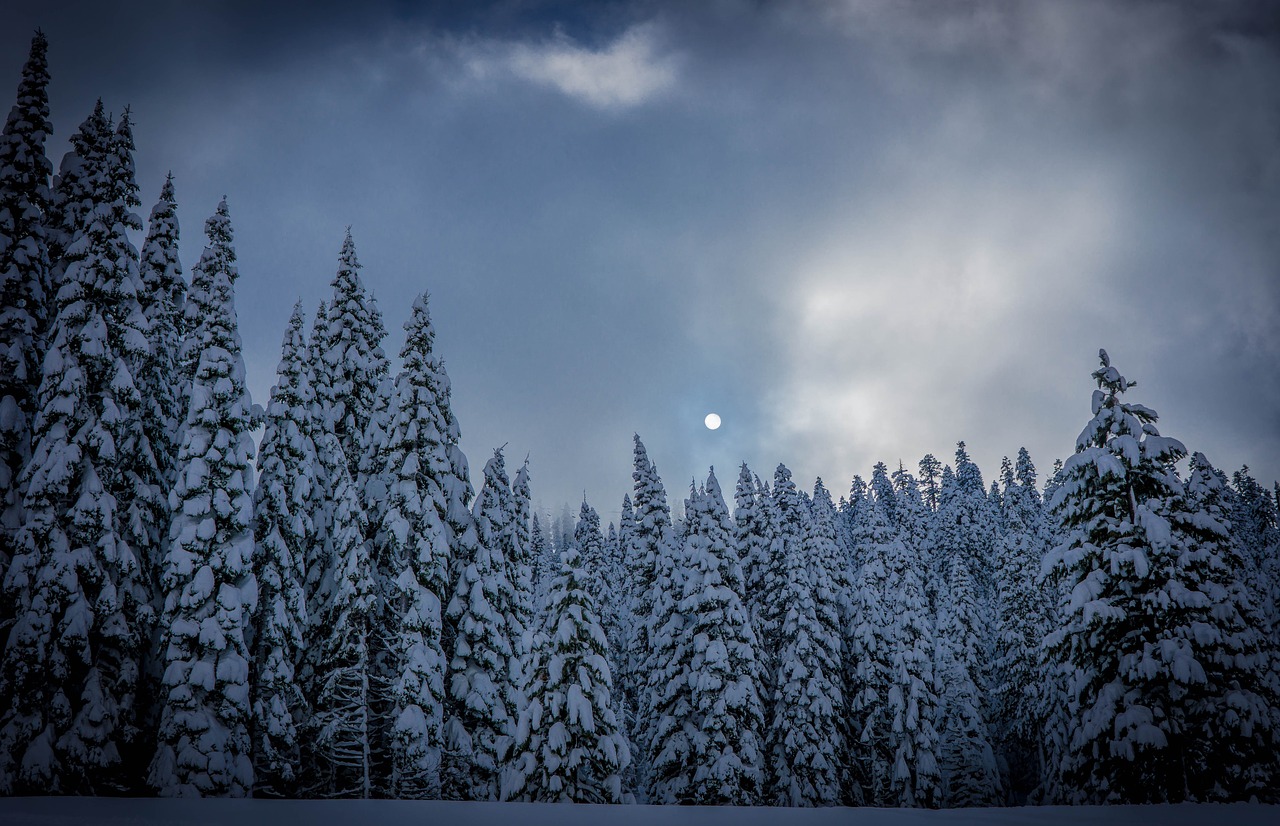 moon pine trees free photo