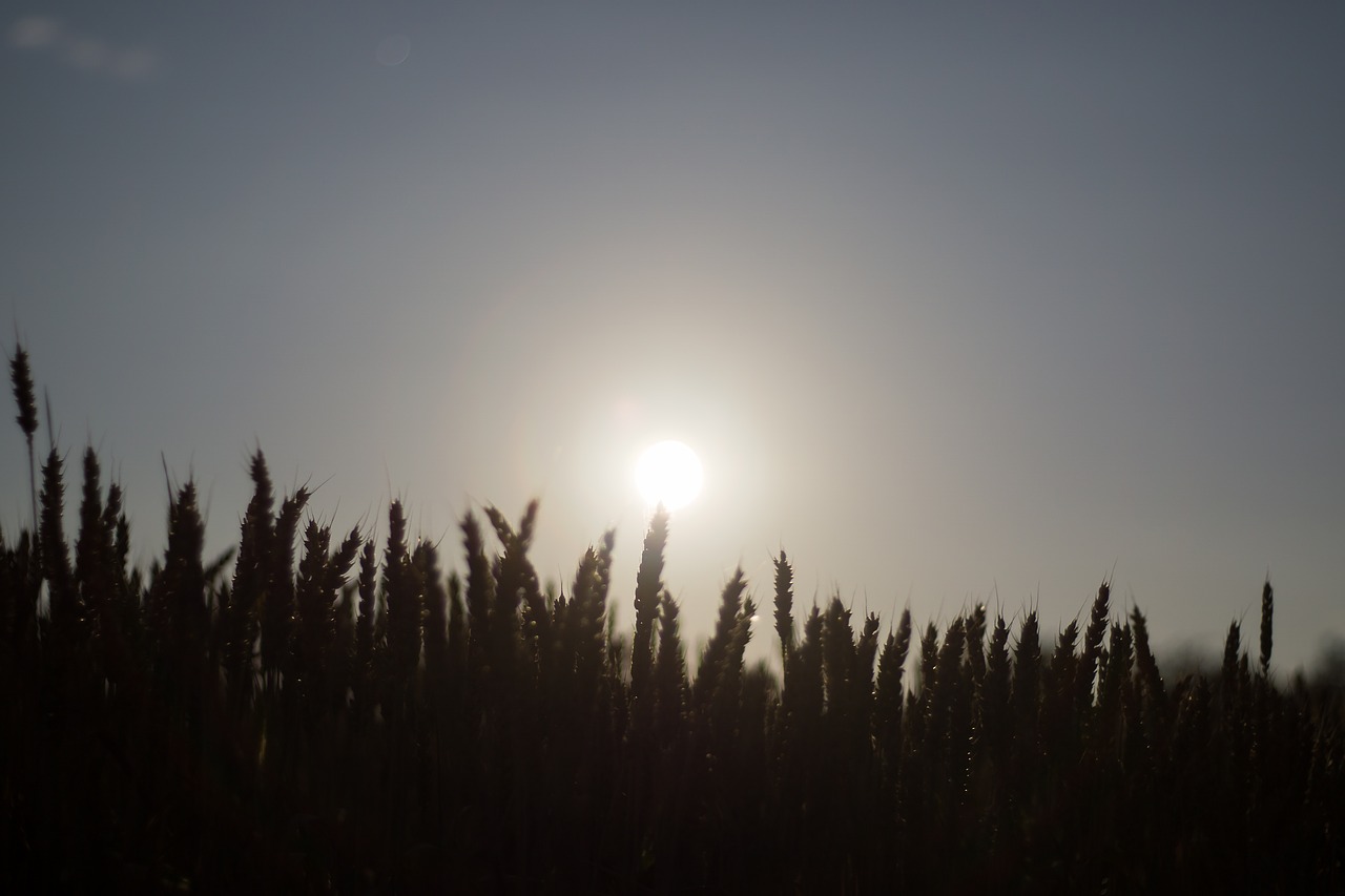 moon moonlight field free photo