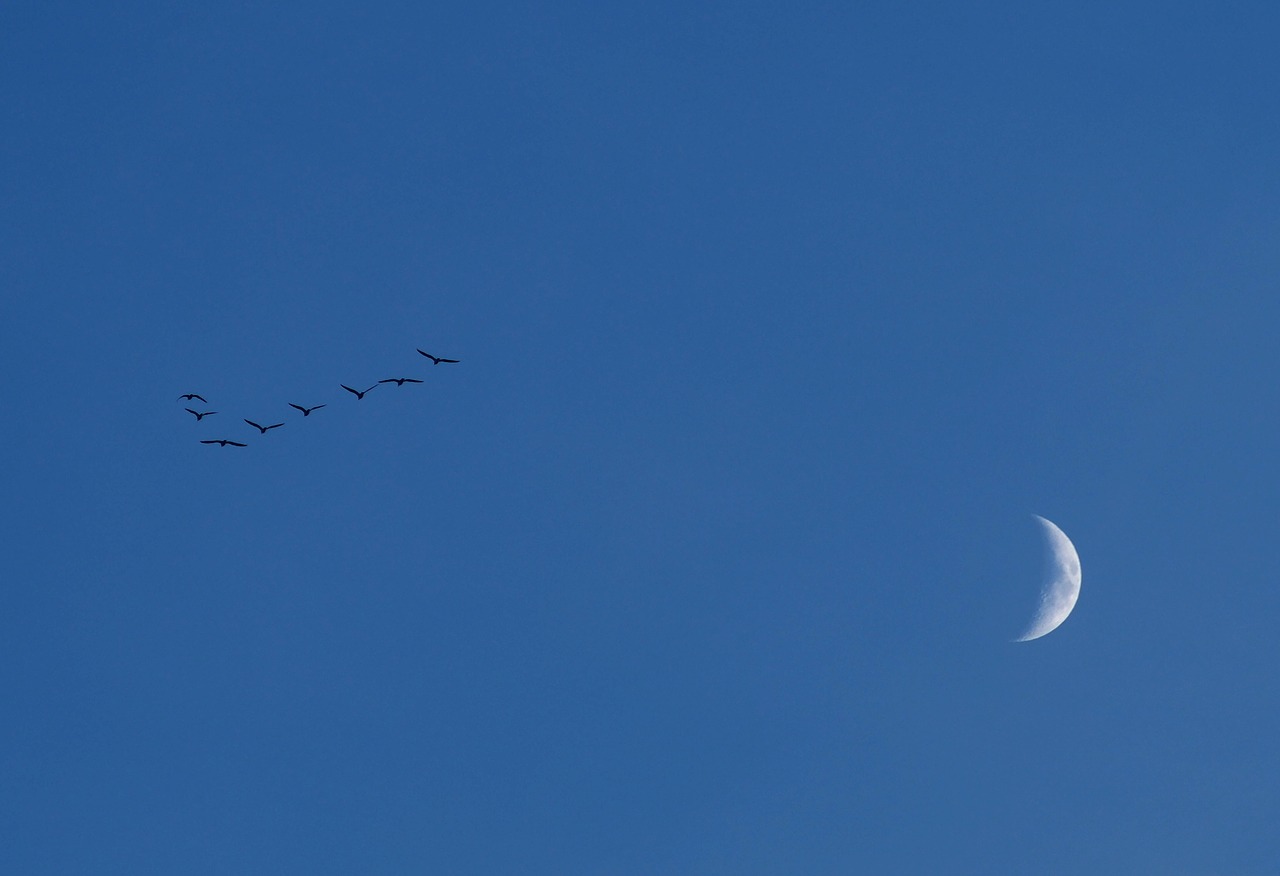 moon sky birds free photo