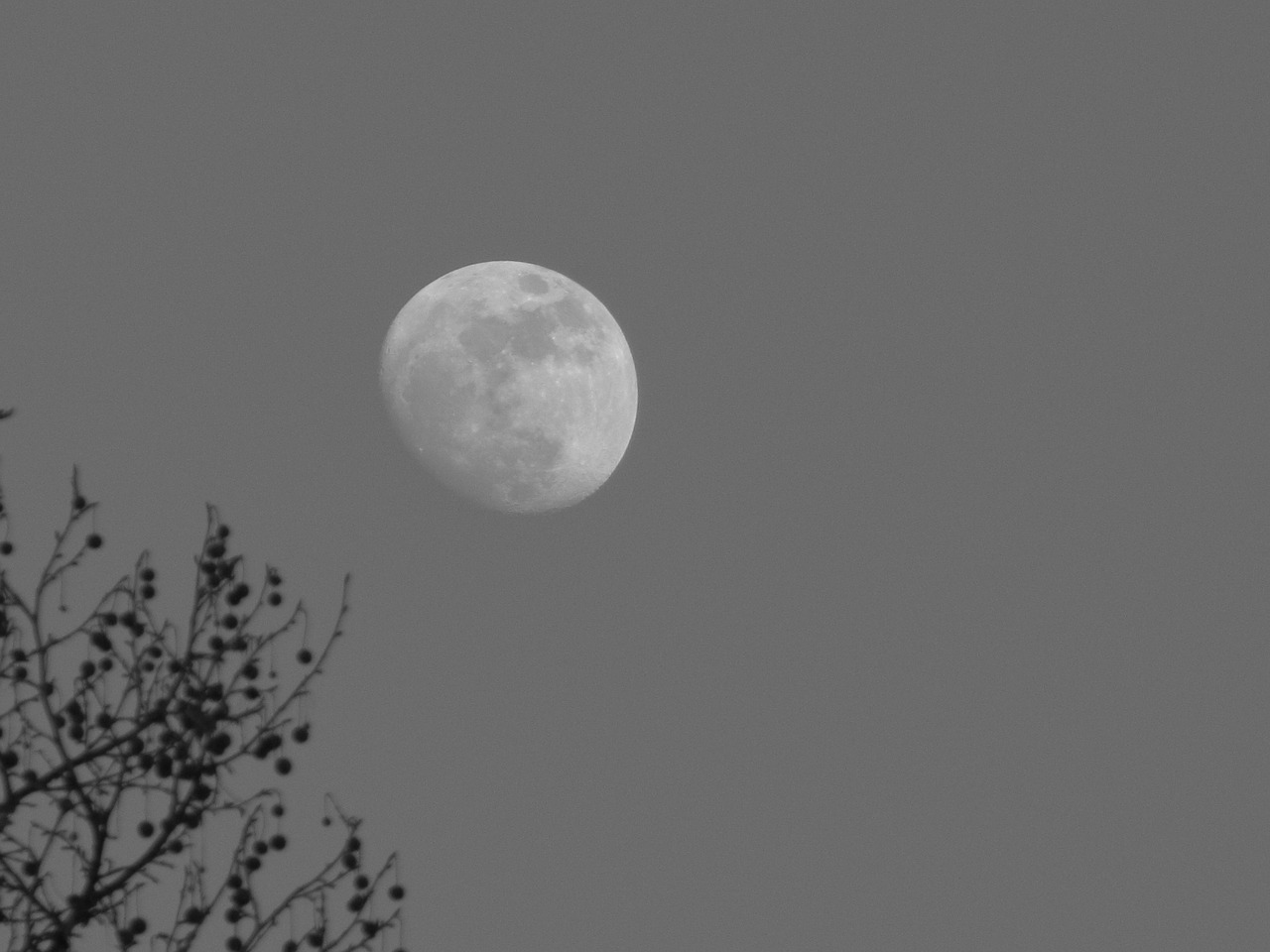 moon branches mood free photo