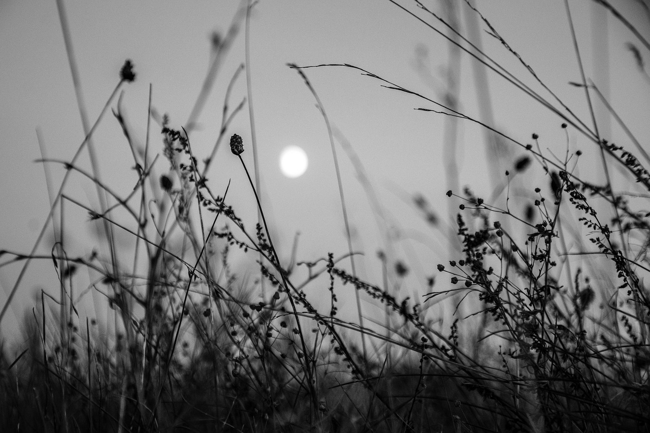 moon flowers nature free photo