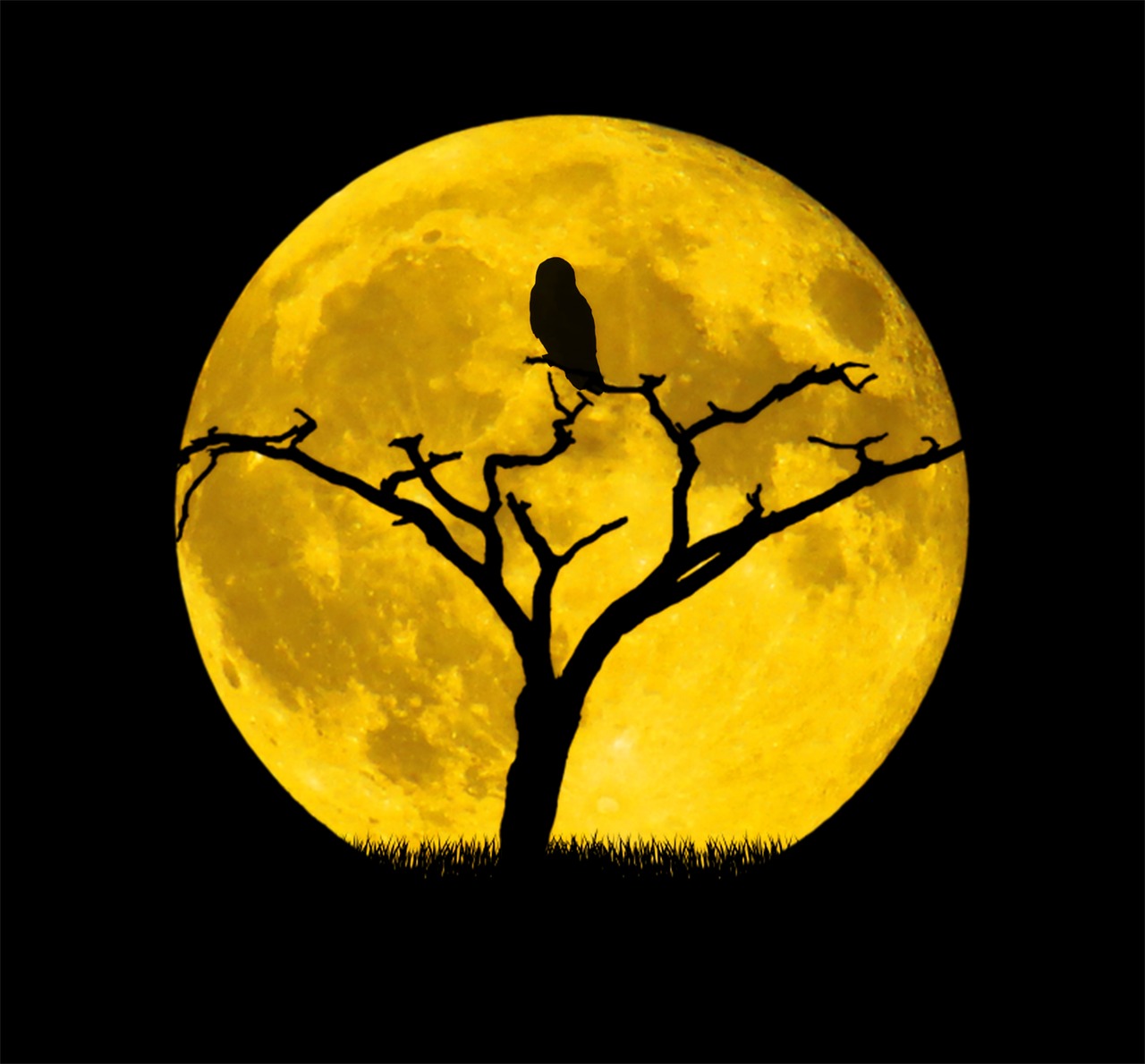 moon  owl  tree free photo