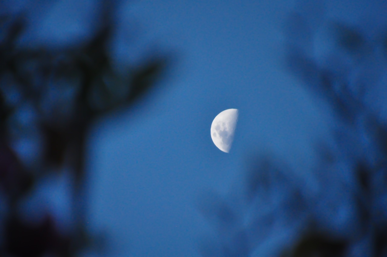 moon  night  dusk free photo