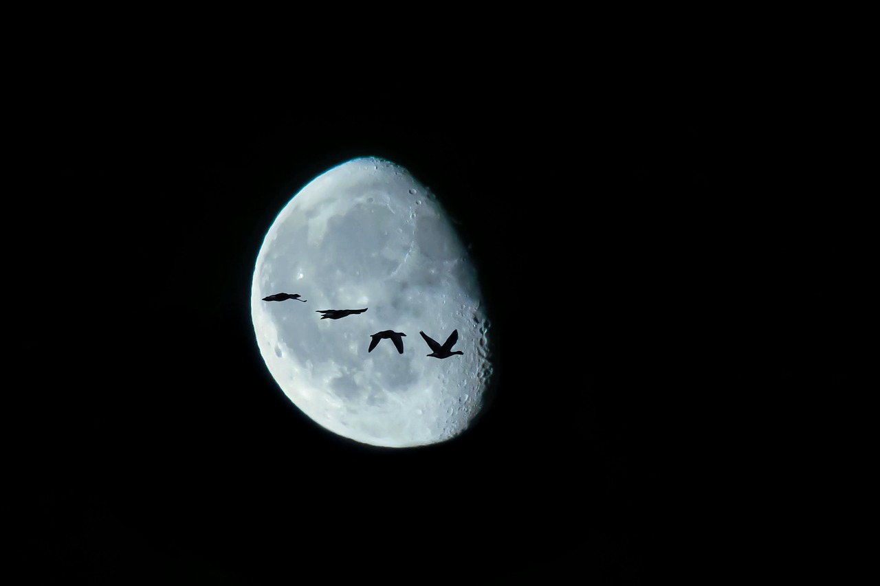 moon  birds  night free photo