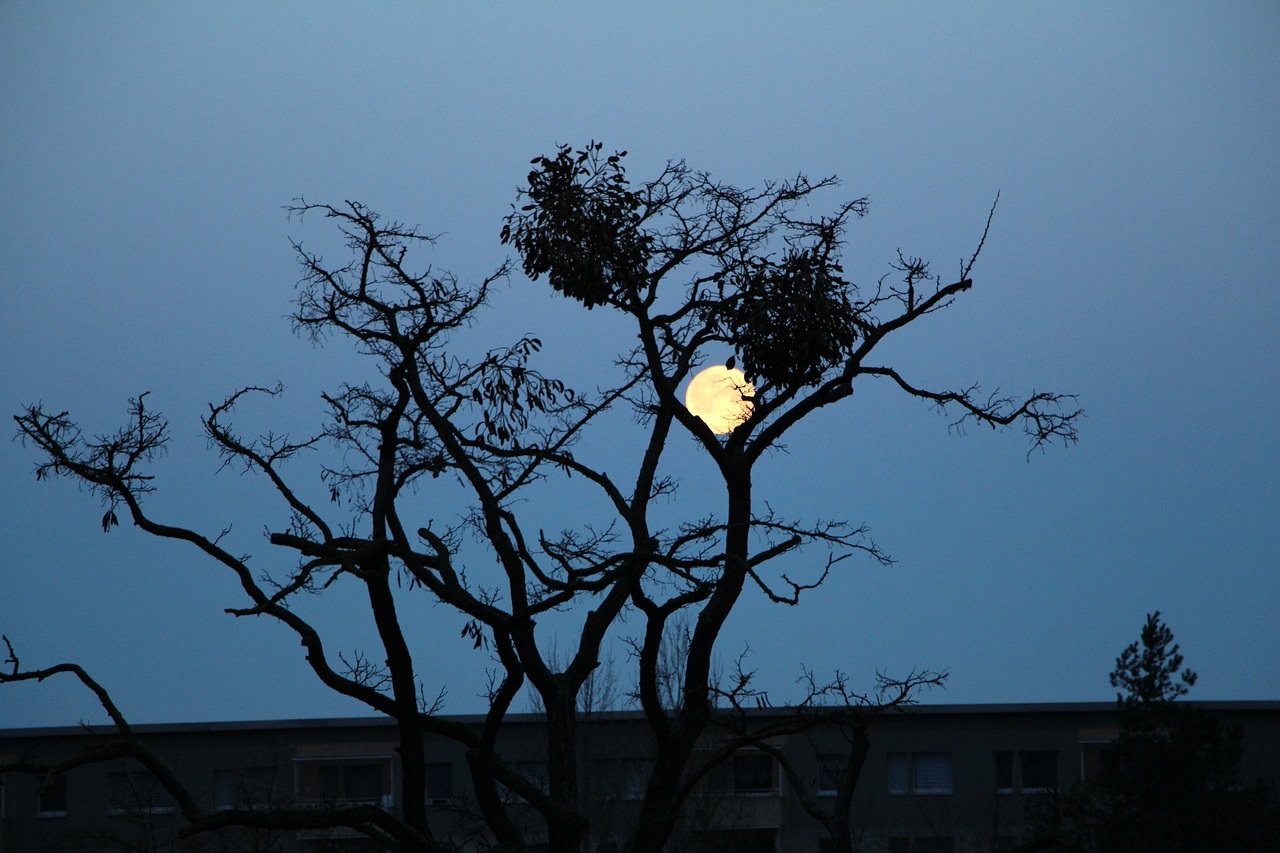 moon  evening  dike free photo