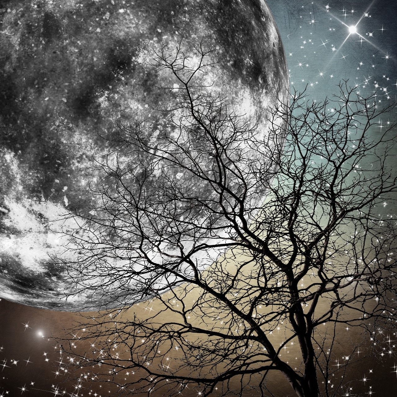 moon  tree  stars free photo