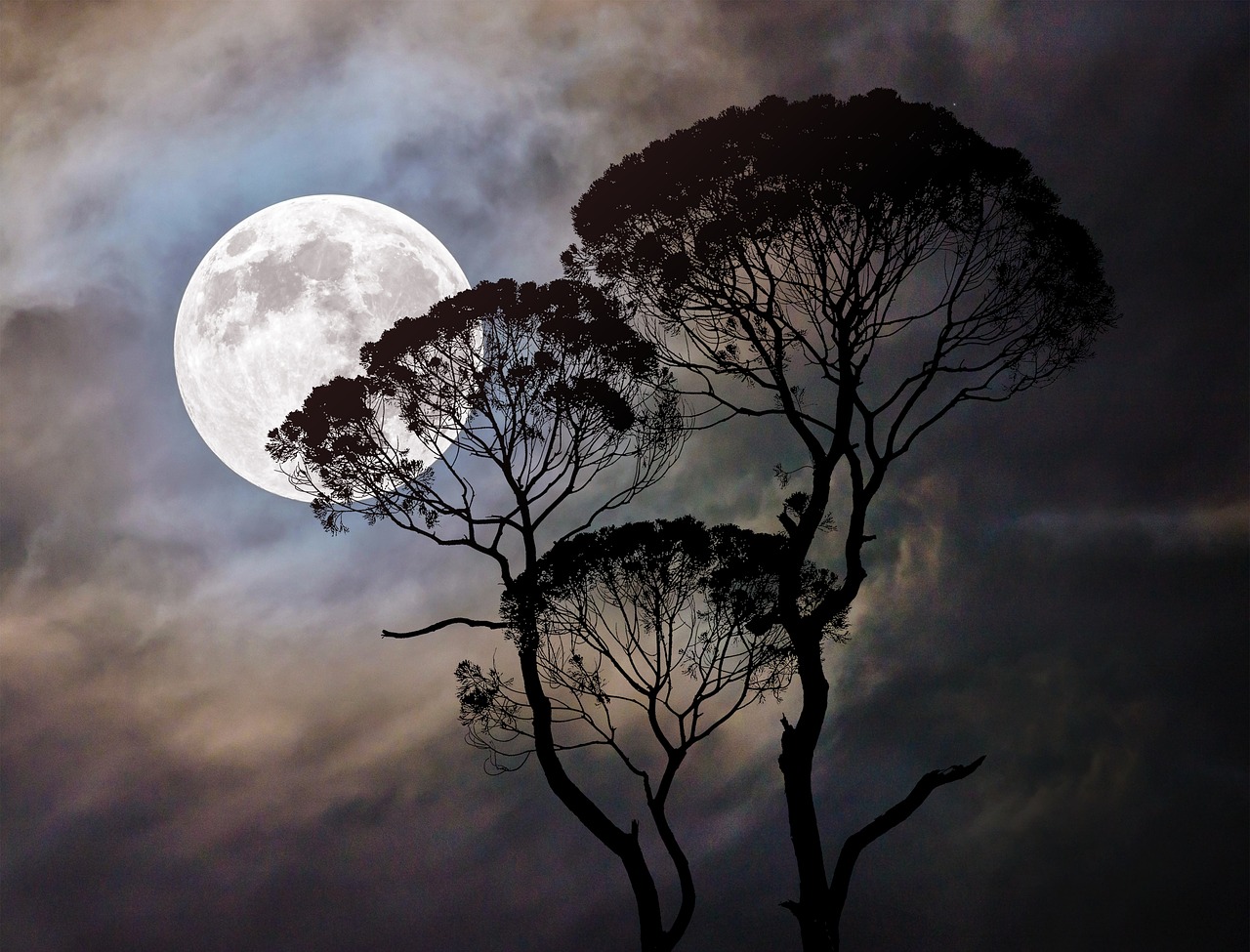 moon  tree  dark free photo