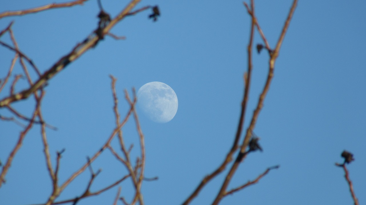 moon  tree  sky free photo