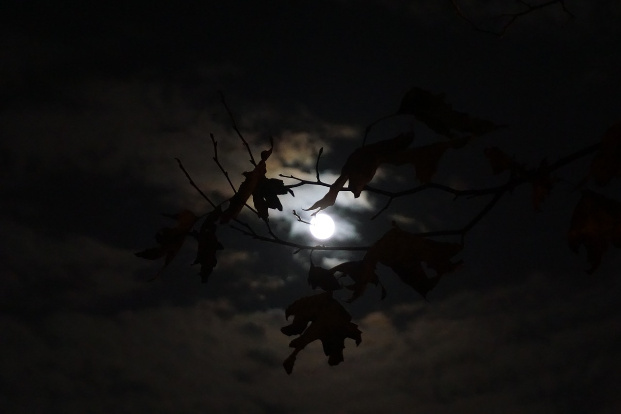 moon  night  mystical free photo