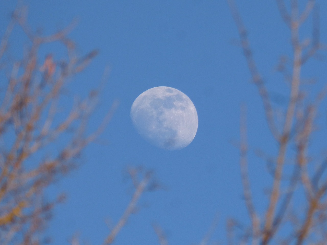 moon  branches  night free photo