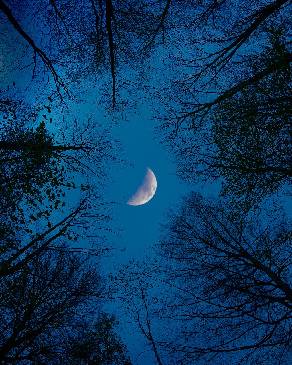 moon  forest  night free photo