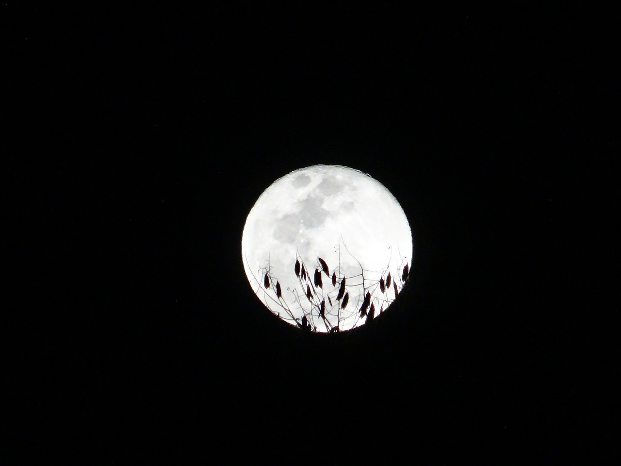 moon full twigs free photo